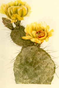 Prickly Pear, watercolor on paper